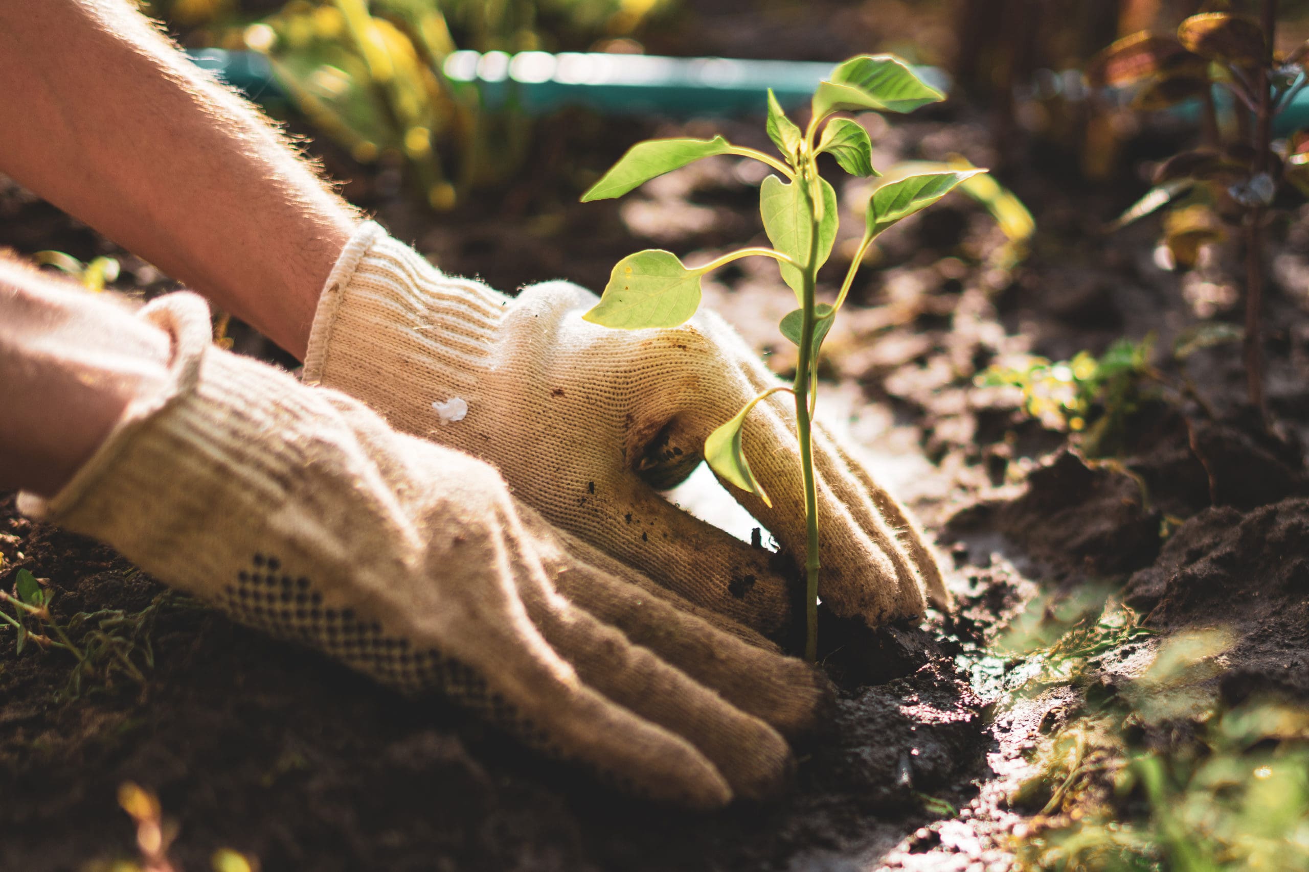 Gardening-Green-Thumb