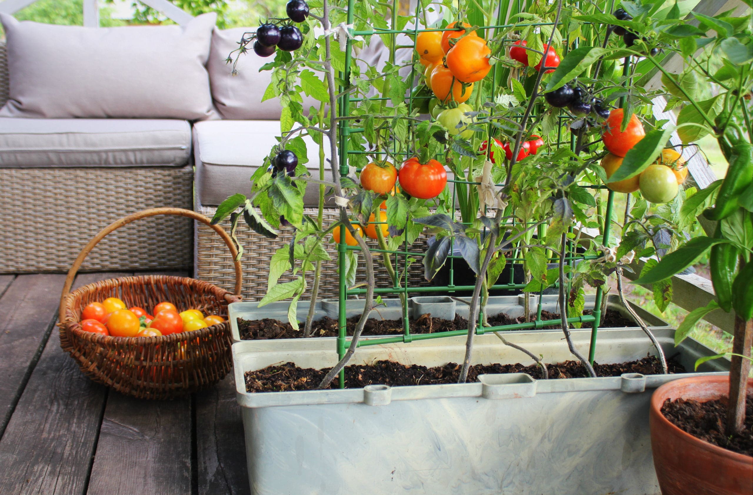 Gardening Green Thumb